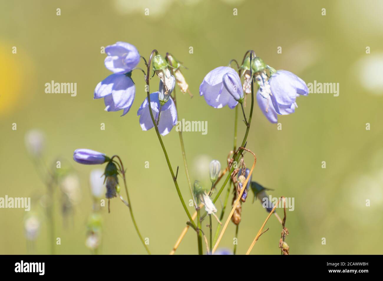 Harebells (Campanula rotundifolia), zarte blaue Wildblumen, die auf Kreidefelsen in Noar Hill, Hampshire, Großbritannien, wachsen Stockfoto