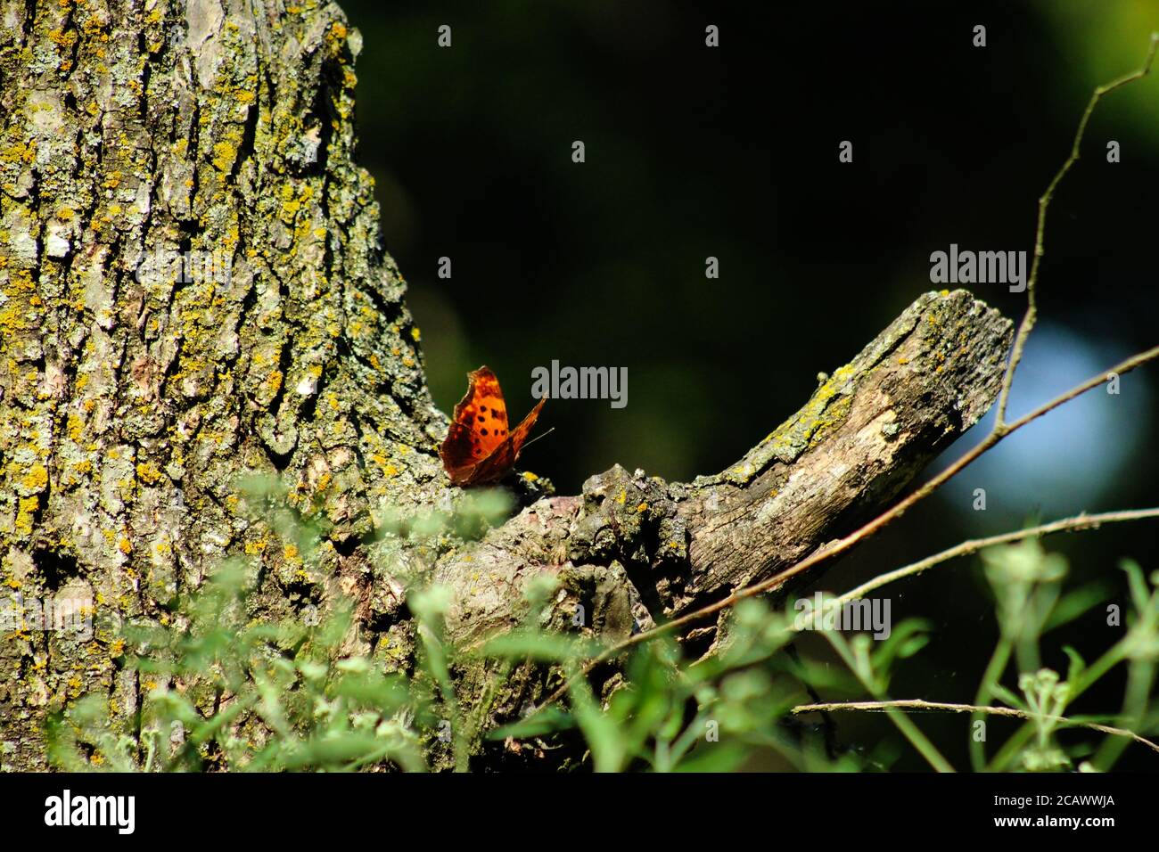 Frage Mark Butterfly Thront Auf Tree Oklahoma, Arkansas, Texas Midwest South Native Stockfoto