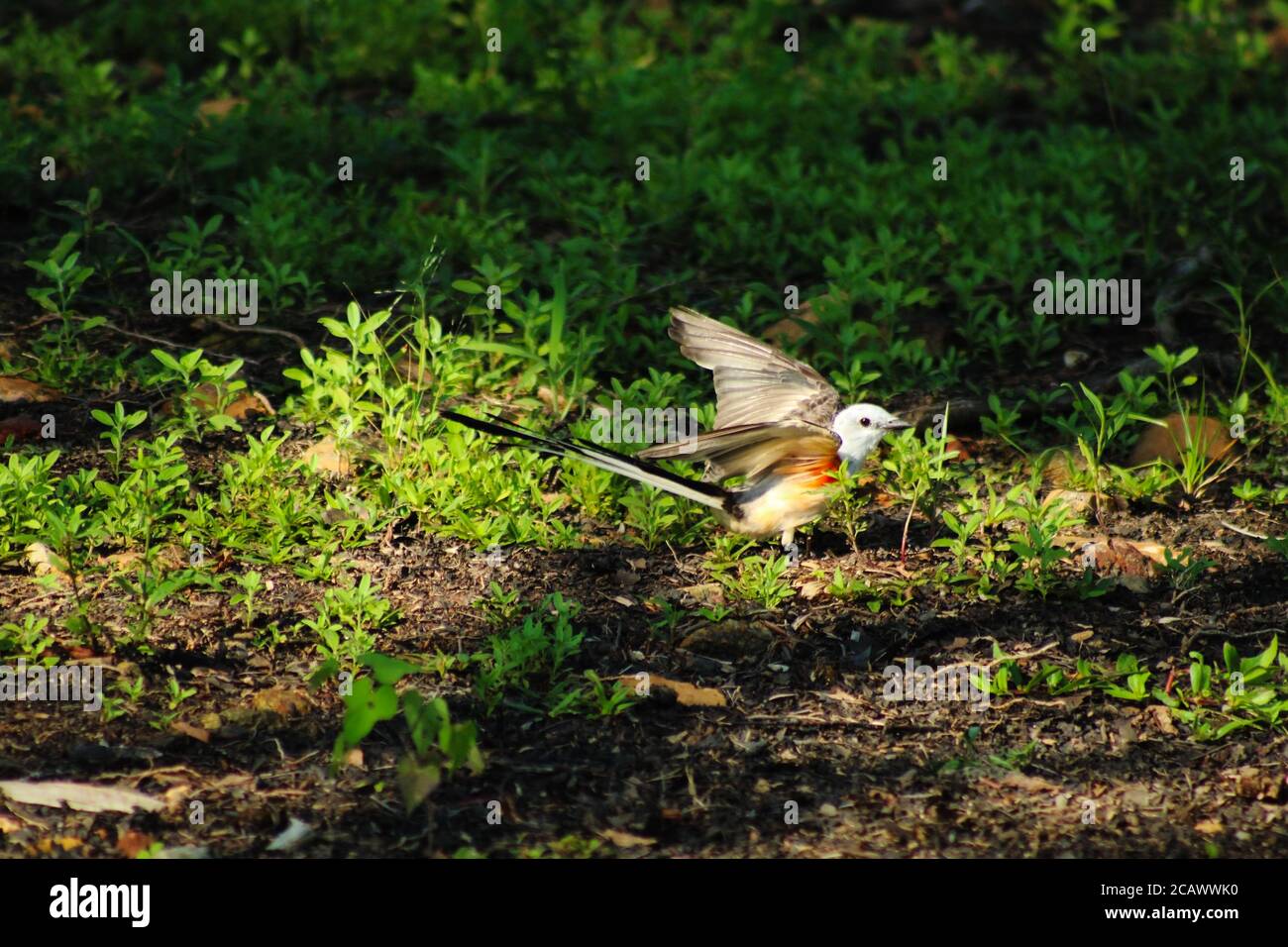 Scherenschwanz-Fliegenfänger in Disney Oklahoma, gute Qualität, Pretty Bird Stockfoto