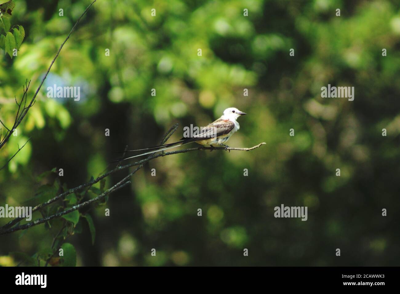 Scherenschwanz-Fliegenfänger in Disney Oklahoma, gute Qualität, Pretty Bird Stockfoto