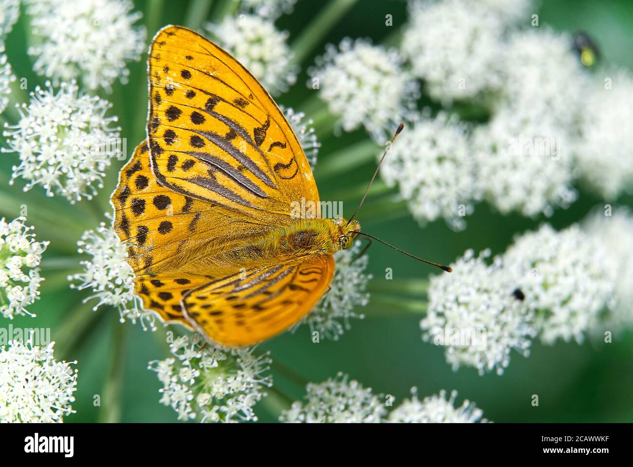 Große orange Schmetterlinge auf einer weißen Blume gegen verschwommenes dunkles Gras. Nahaufnahme. Selektiver Fokus. Stockfoto