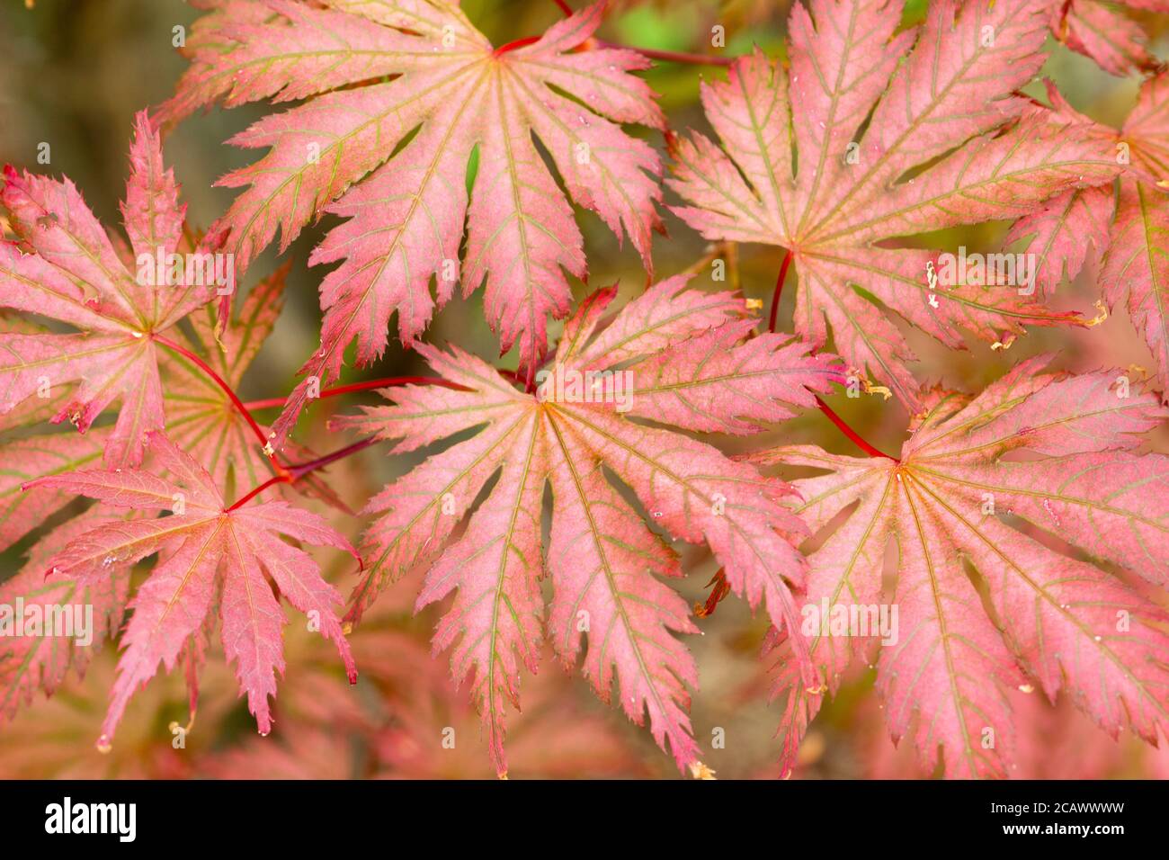 Nahaufnahme des sommerlichen Laubs des ornamentl japanischen Ahorns, Acer palmatum 'Ariadne' Stockfoto