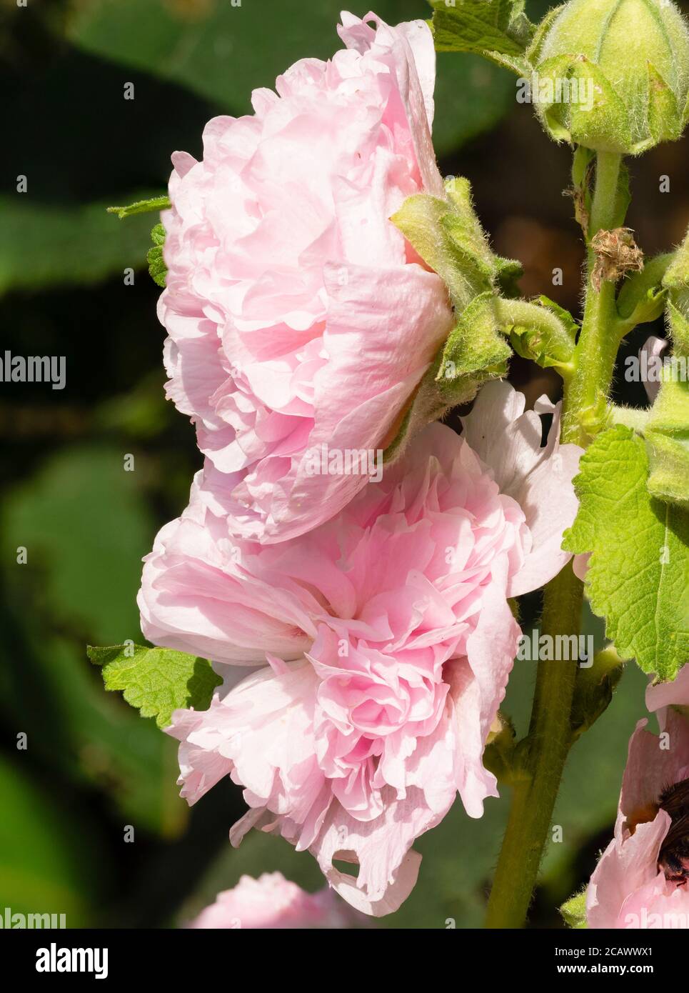Pfingstrosen bilden doppelte rosa Sommerblumen des Hüttengartens hollyhock, Alcea rosea 'Chater's Pink' Stockfoto