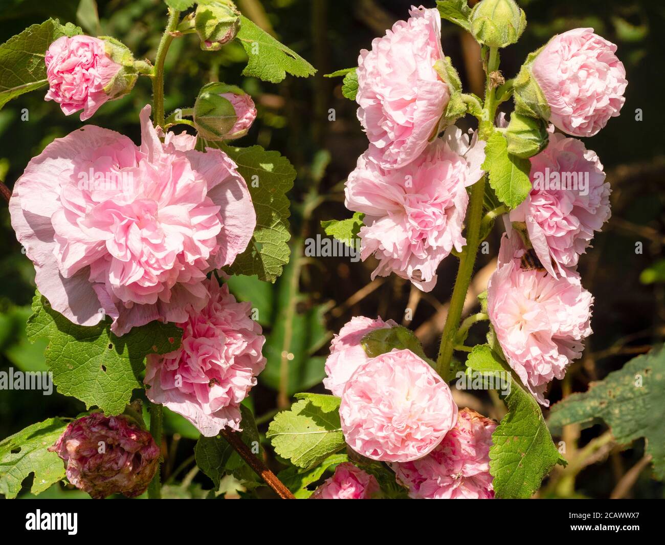 Pfingstrosen bilden doppelte rosa Sommerblumen des Hüttengartens hollyhock, Alcea rosea 'Chater's Pink' Stockfoto