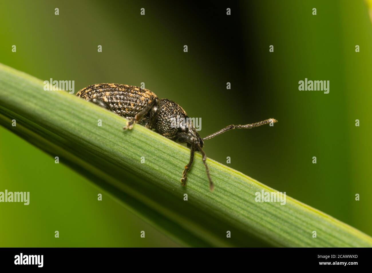 Adulter Schwarzer Weinrebenkwedel, Otiorhynchus sulcatus, ein großer Schädling von Gartenpflanzen Stockfoto