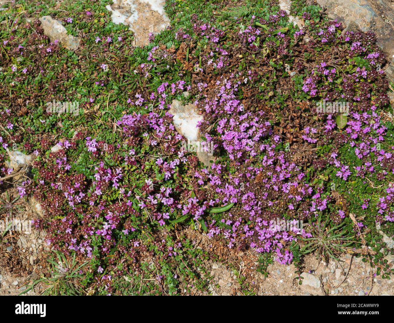Rosa Blumen krümmen das Teppichwachstum von wildem Thymian, Thymus polytrichus, einer britischen Wildblume, auf Rame Head, Cornwall Stockfoto