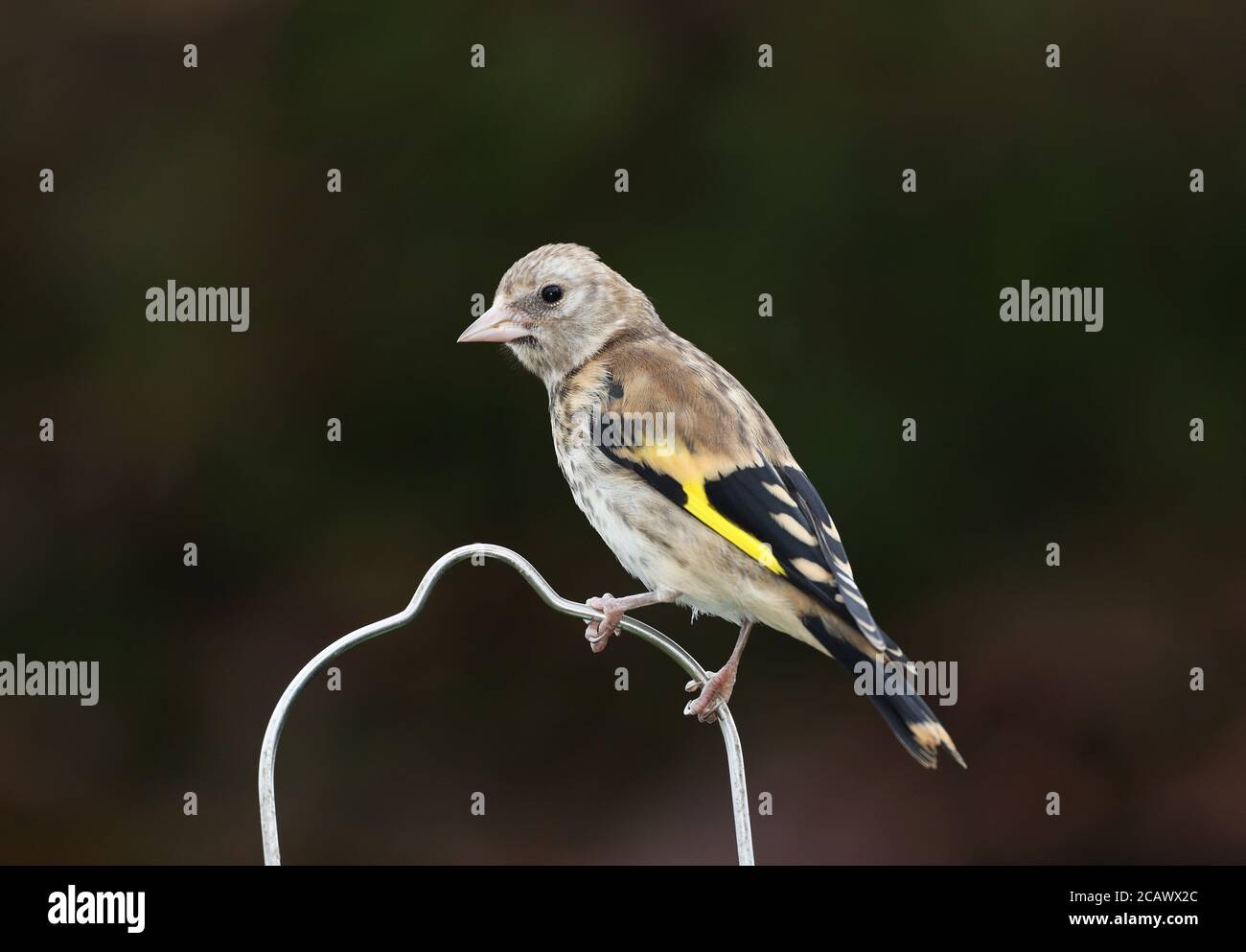 Jungtiere Goldfink, Carduelis carduelis, an einem Futterhäuschen, Mid Wales, großbritannien Stockfoto