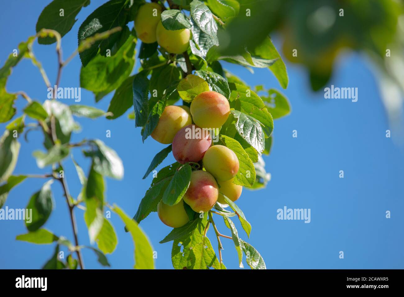 Zweig mit grünen Blättern und reifen Früchten gesehen hängen auf dem Pflaumenbaum frühen Laxton gegen den blauen Sommerhimmel. Stockfoto