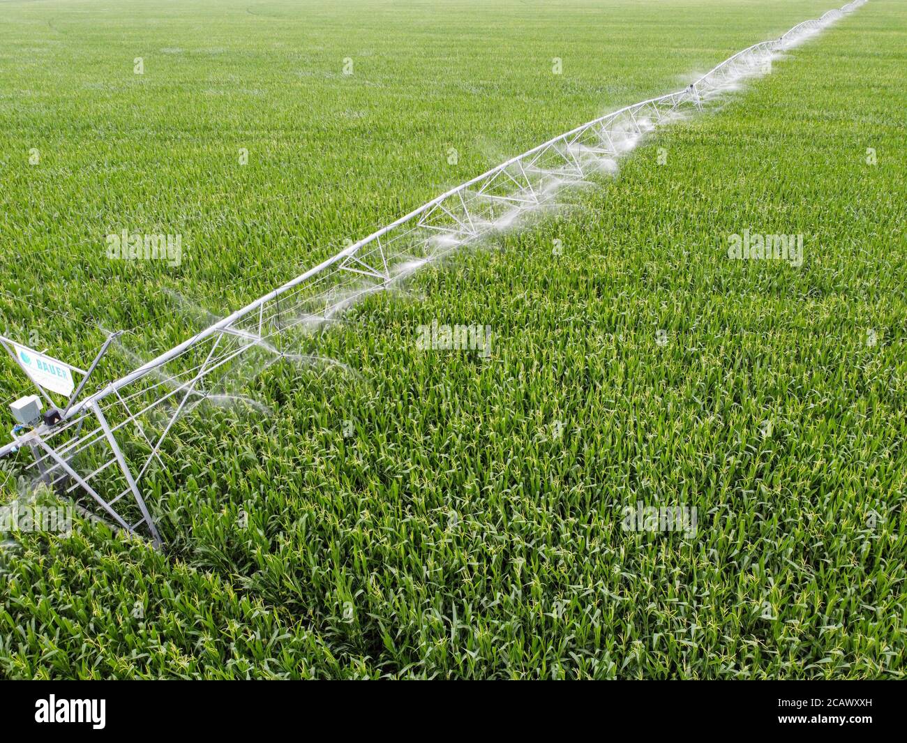 Automatische Bewässerung von Feldern, wird das Maisfeld durch Bewässerungssystem bewässert. Stockfoto
