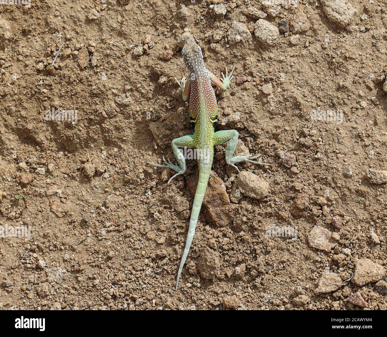 Greater Earless Lizard auf dem Grapevine Hills Trail, Big Bend National Park, Texas Stockfoto