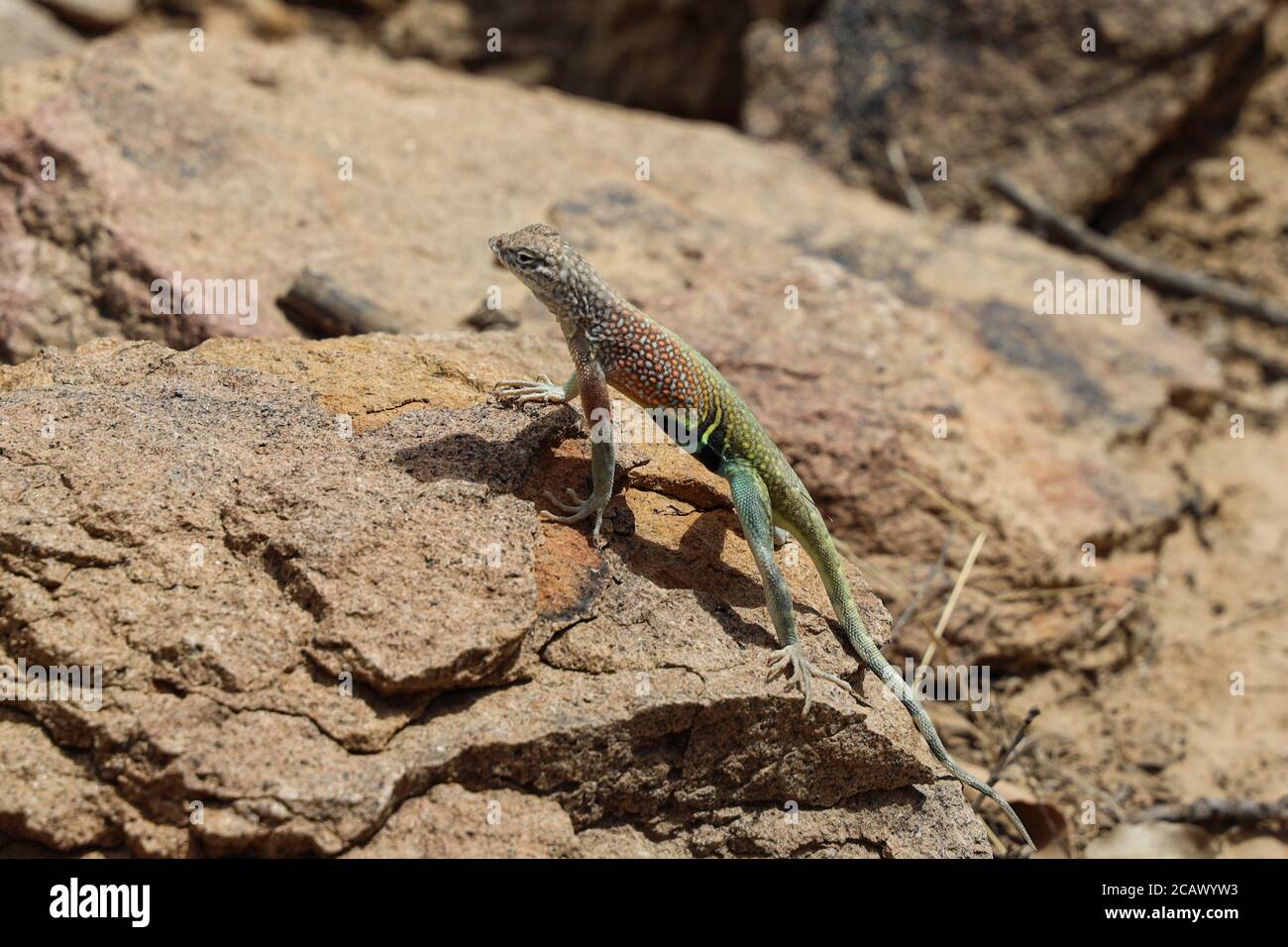 Greater Earless Lizard auf dem Grapevine Hills Trail, Big Bend National Park, Texas Stockfoto
