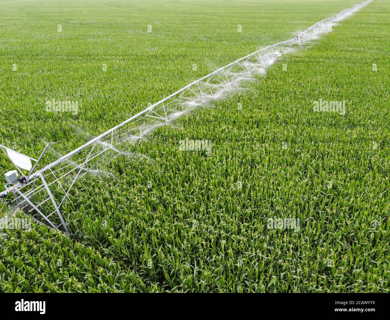 Automatische Bewässerung von Feldern, wird das Maisfeld durch Bewässerungssystem bewässert. Stockfoto