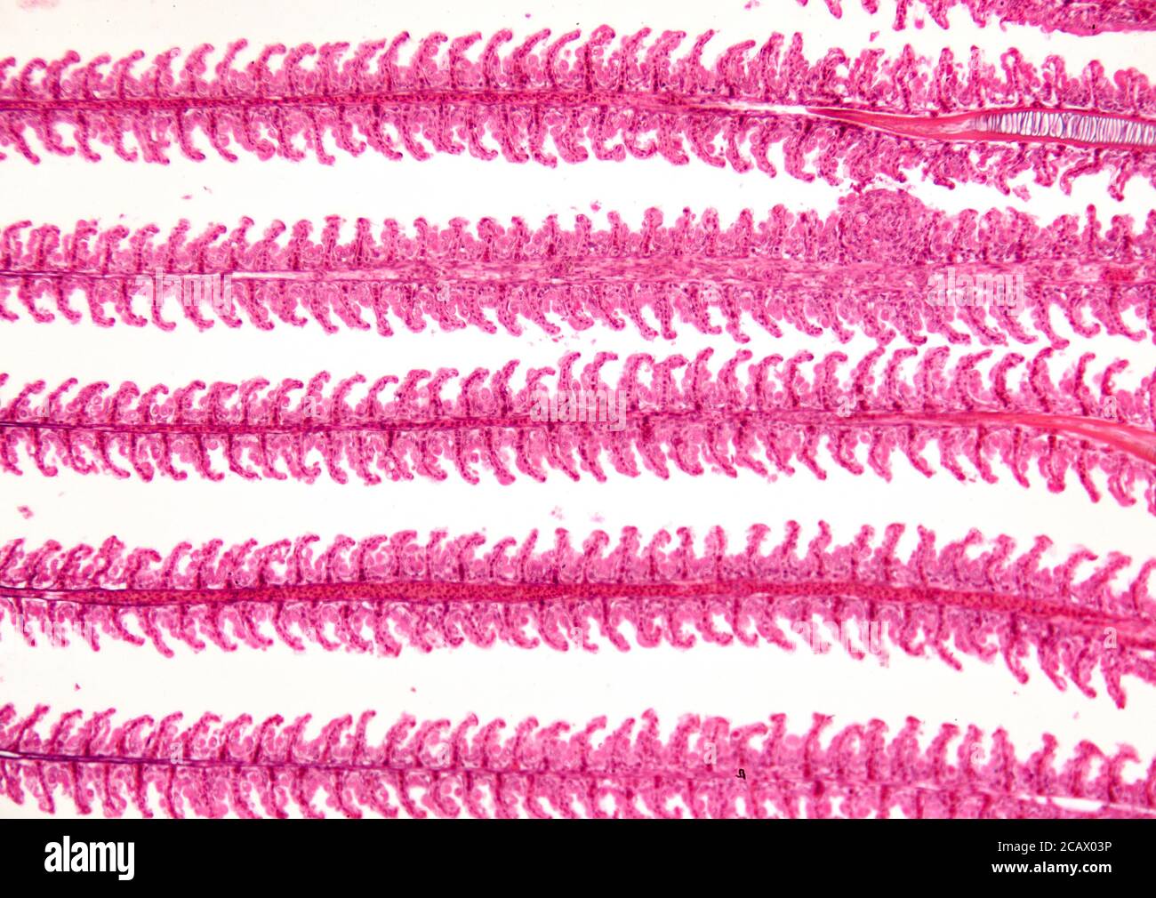 Fischkiemchen Detail, Hellfeld Photomikrograph Stockfoto