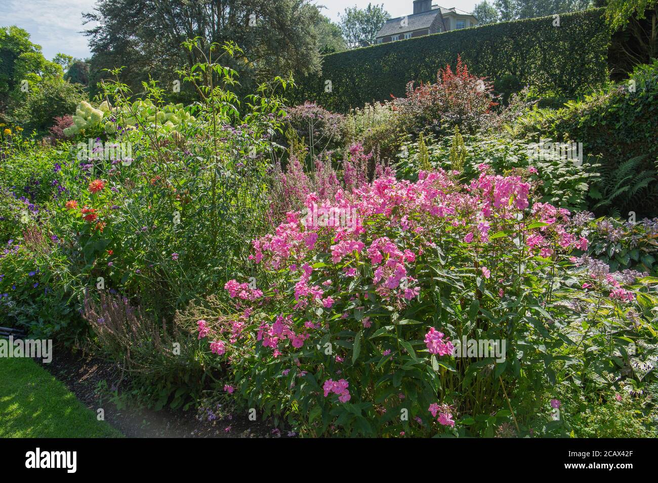 Phlox paniculata in klebenden rosa Einstellung der Gartengrenzen Und einen subtilen Duft hinzufügen Stockfoto