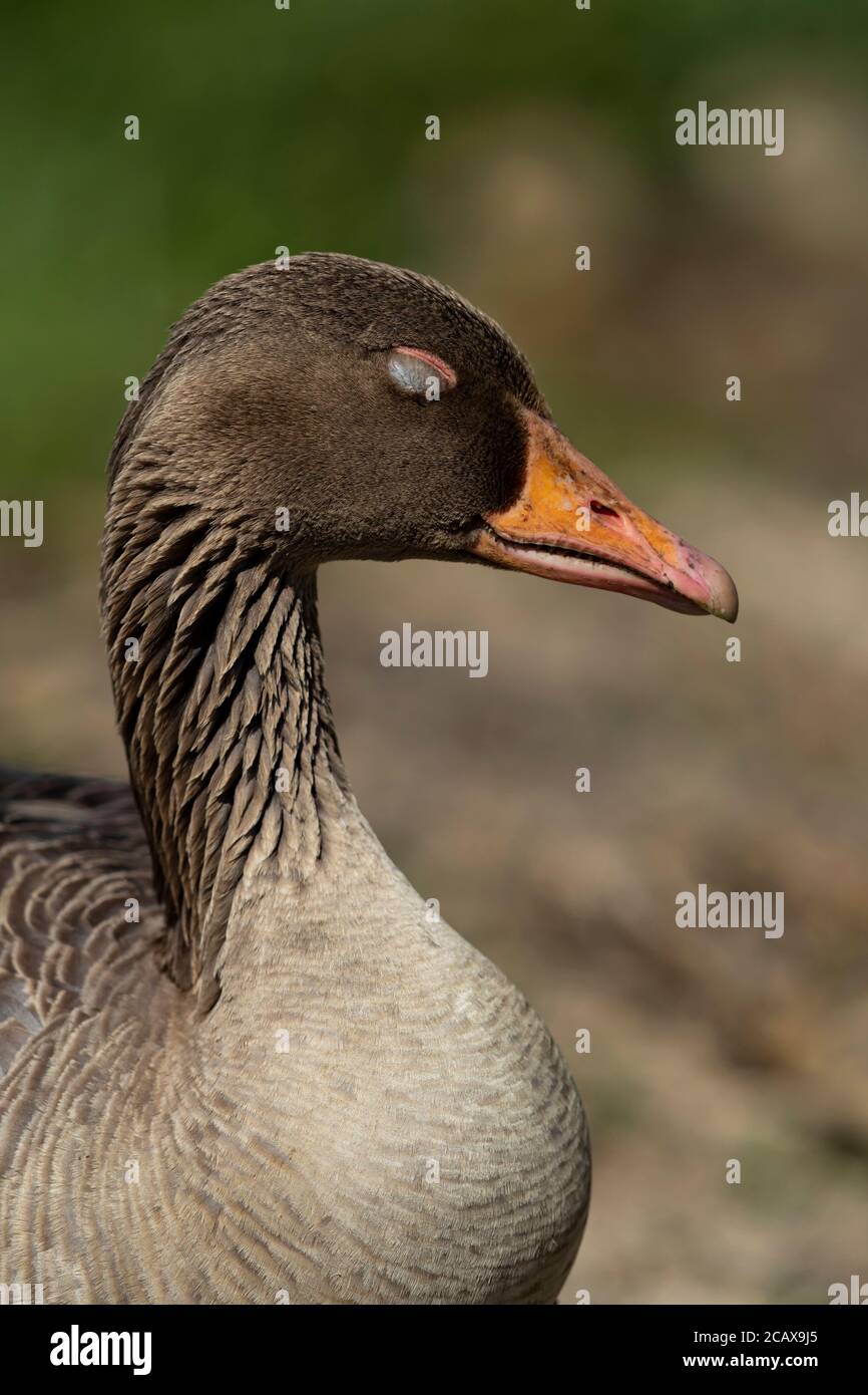 Erwachsene Greylag Gans schläft oder träumt? Stockfoto