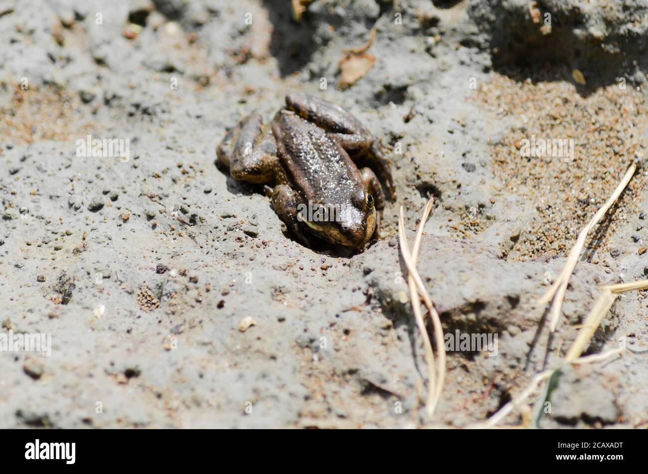 Ein kleiner brauner Frosch sitzt an einem sonnigen Tag auf dem nassen Sand. Selektiver Fokus Stockfoto