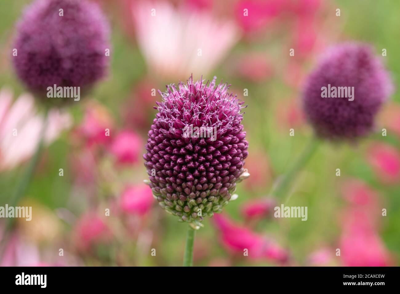 Nahaufnahme eines Allium sphaerocephalon, allgemein bekannt als Drumstick-Allium Stockfoto