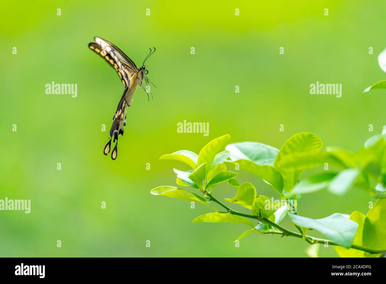 Seitenansicht eines weiblichen östlichen Riesenschwanzes (Papilio cresphontes) im Flug. Stockfoto