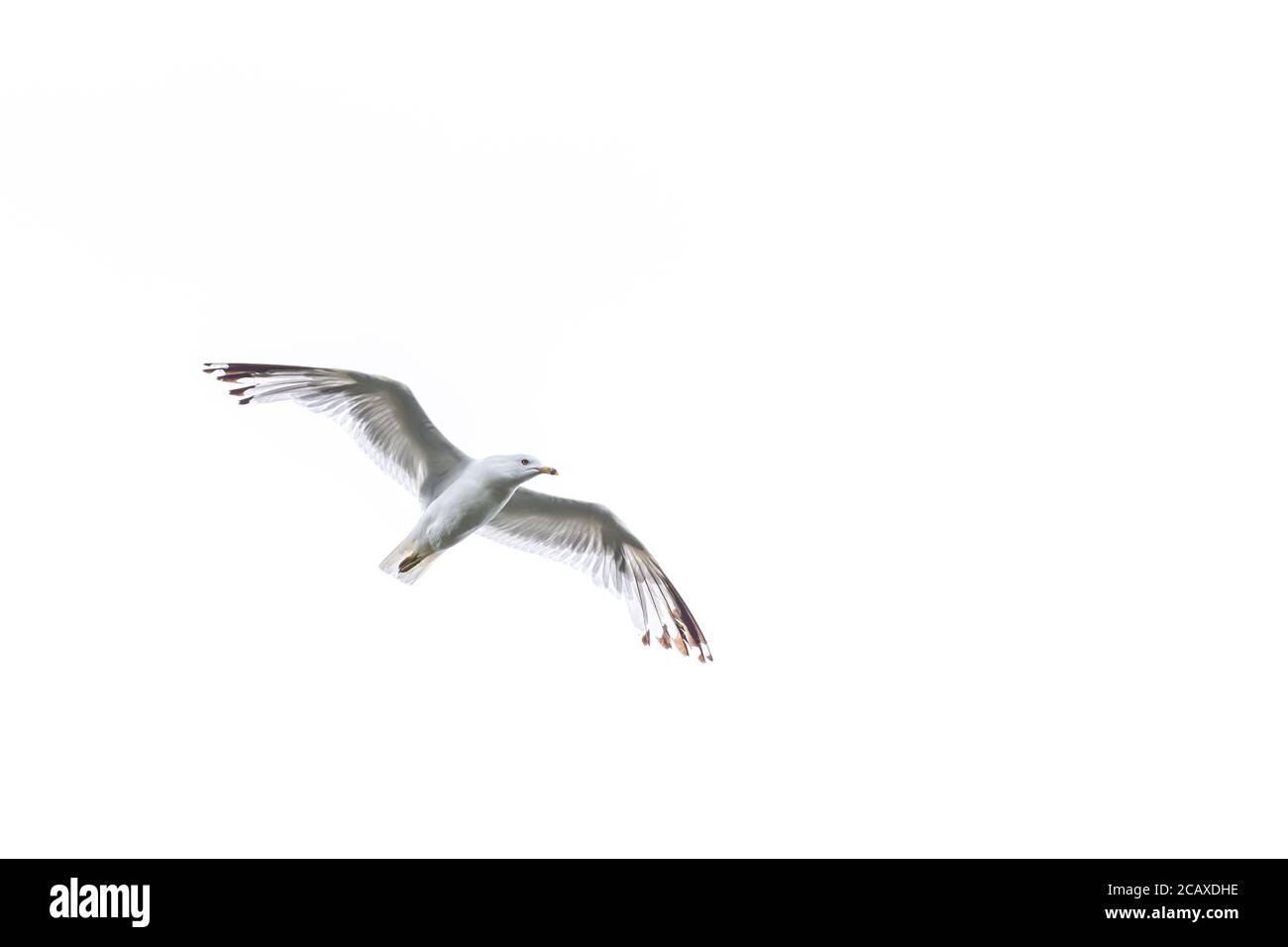Eine fliegende Ringschnabelmöwe (Larus delawarensis) isoliert gegen einen weißen Himmel. Stockfoto