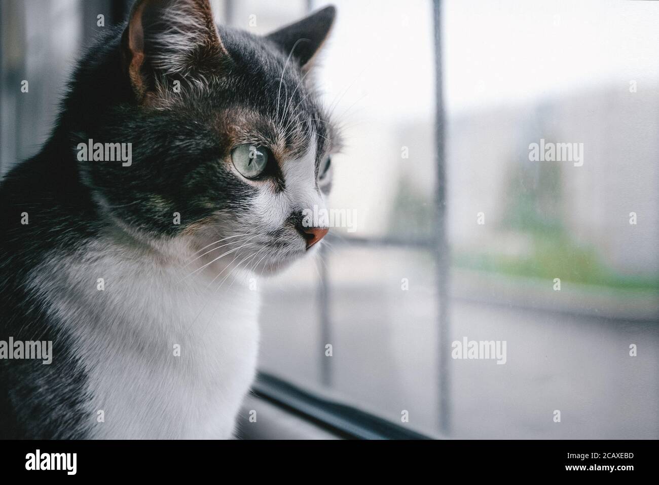 Traurige Katze sitzt am Fenster und blickt auf die Straße. PET-Design mit Platz zum Kopieren Stockfoto