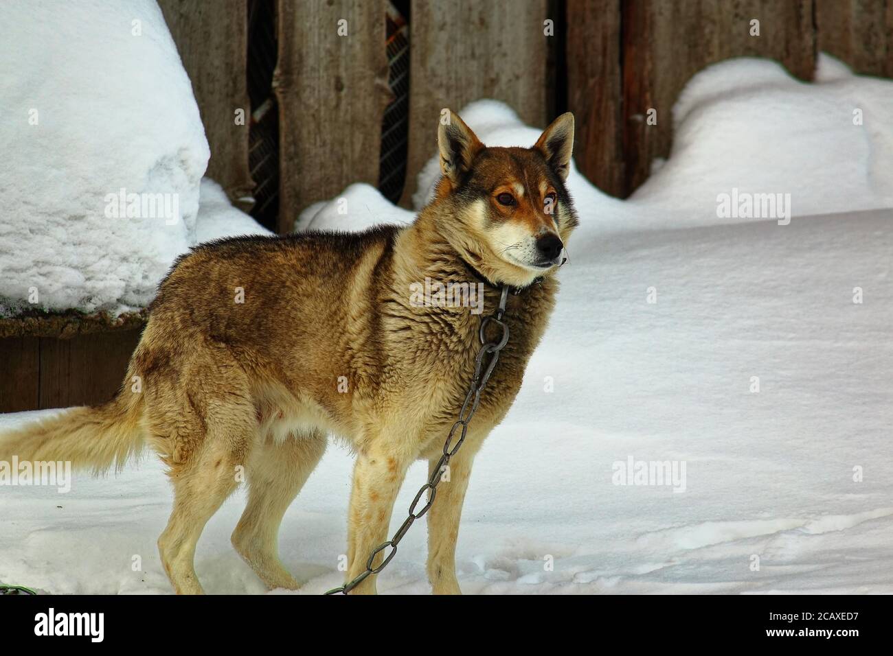 Einsamer Hund im Halsband an einer Kette im Winterfrost. Haustiere in Gefangenschaft Stockfoto