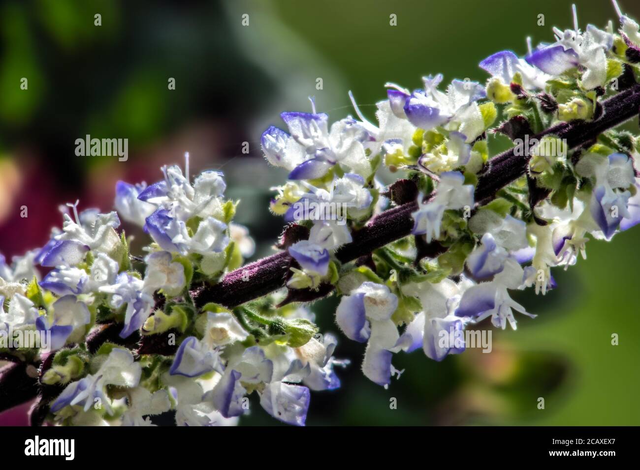Gemalte Brennnessel oder Coleus (Solenostemon scutellarioides) Stockfoto