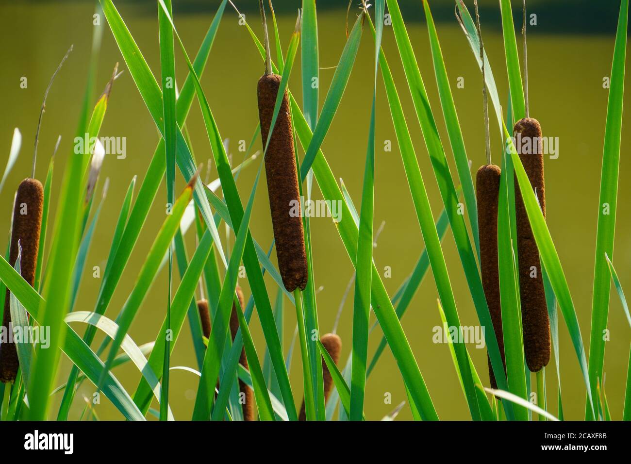 Im August sind die Rohrblatten und Rohrpriseln zu sehen. Typha und Schilf vor einem kleinen Waldsee Stockfoto