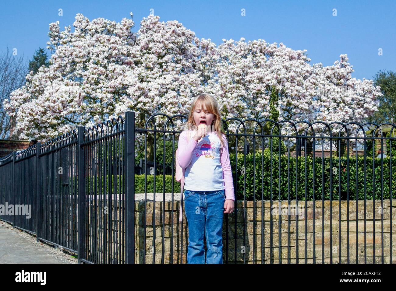 Ein 6-7-jähriges Mädchen, das Eis in einem Park isst, hinter ihr ein großer Magnolienbaum in Blossom, London, Großbritannien Stockfoto