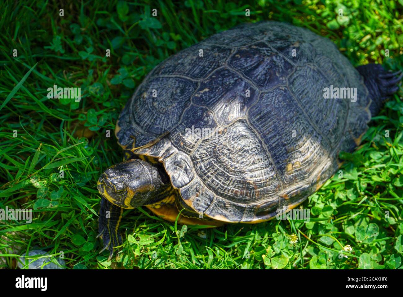 Schildkröte kriecht auf einem grünen Gras. Stockfoto
