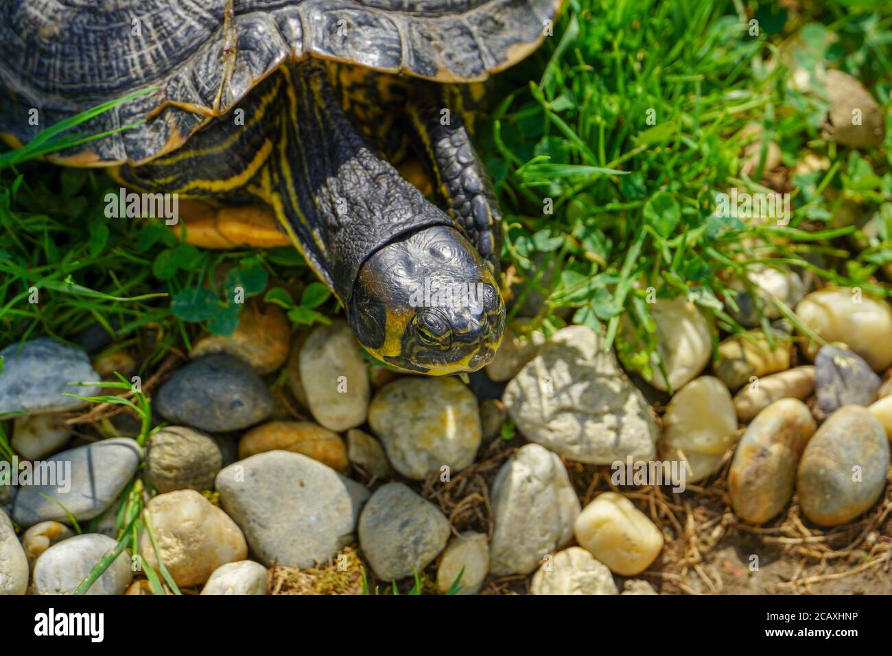 Schildkröte kriecht auf einem grünen Gras. Eine Makroaufnahme einer kleinen Schildkröte Stockfoto