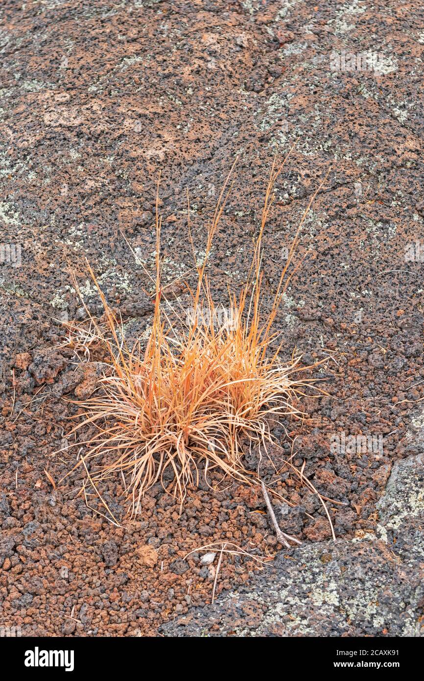 Gräser langsam Rückgewinnung des Landes aus der Lava in El Malpais National Monument in New Mexico Stockfoto