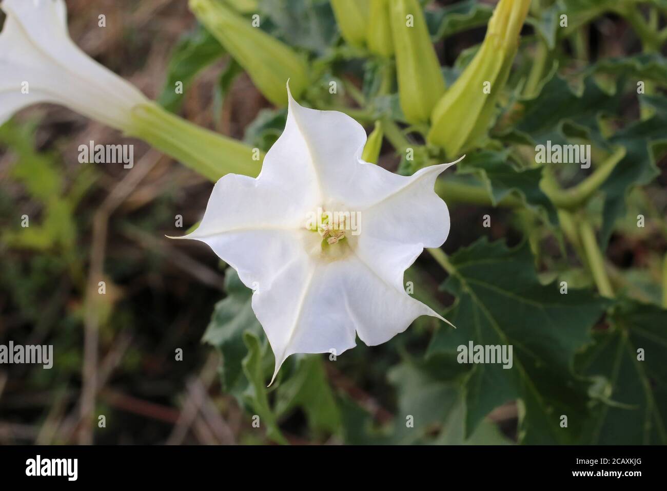 Datura stramonium, Thorn Apple. Wildpflanze im Sommer erschossen. Stockfoto