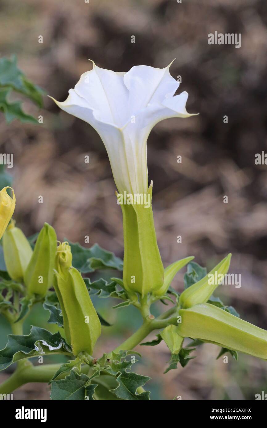 Datura stramonium, Thorn Apple. Wildpflanze im Sommer erschossen. Stockfoto