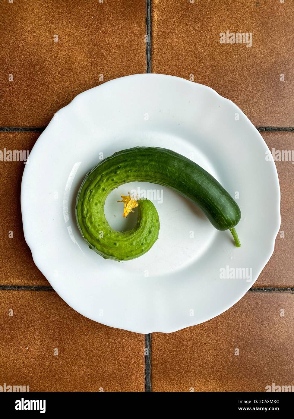 Gebogene Gurke auf weißem Teller. Stockfoto