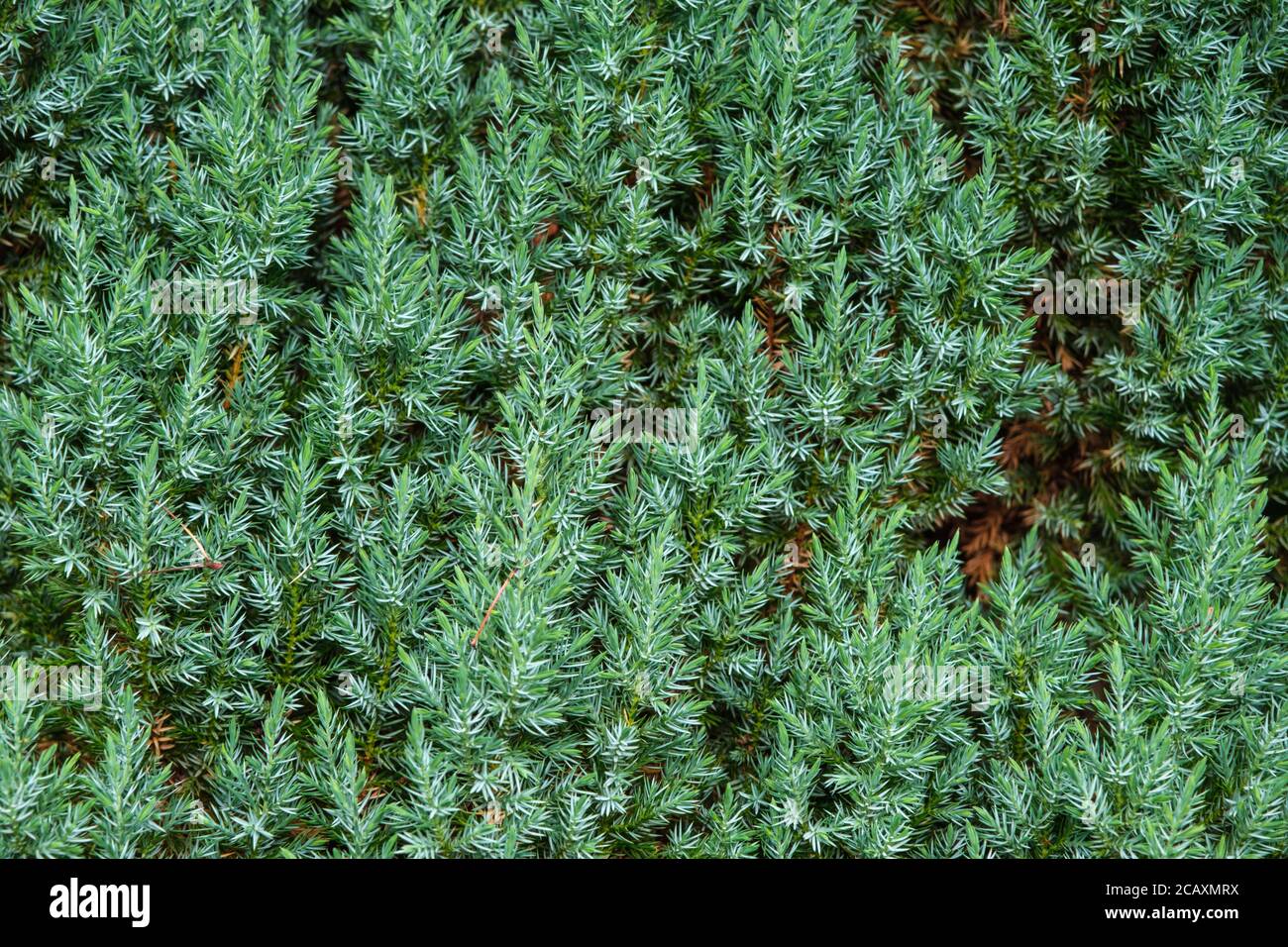 Nahaufnahme von Nadelbäumen, die im Sommer im britischen Garten wachsen Stockfoto