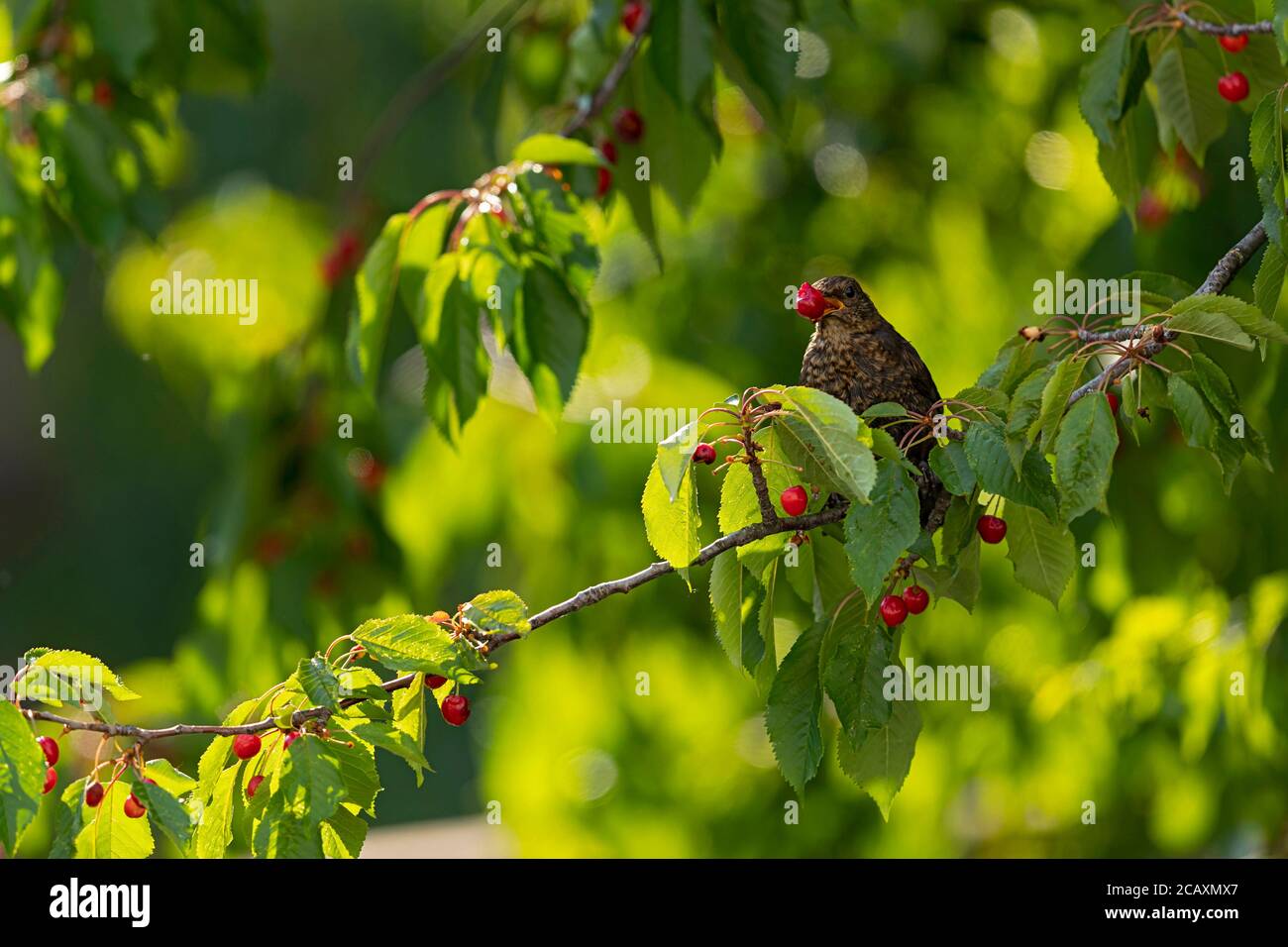 Ein juveniler eurasischer Amsel ernährt sich von roten Kirschen. Stockfoto