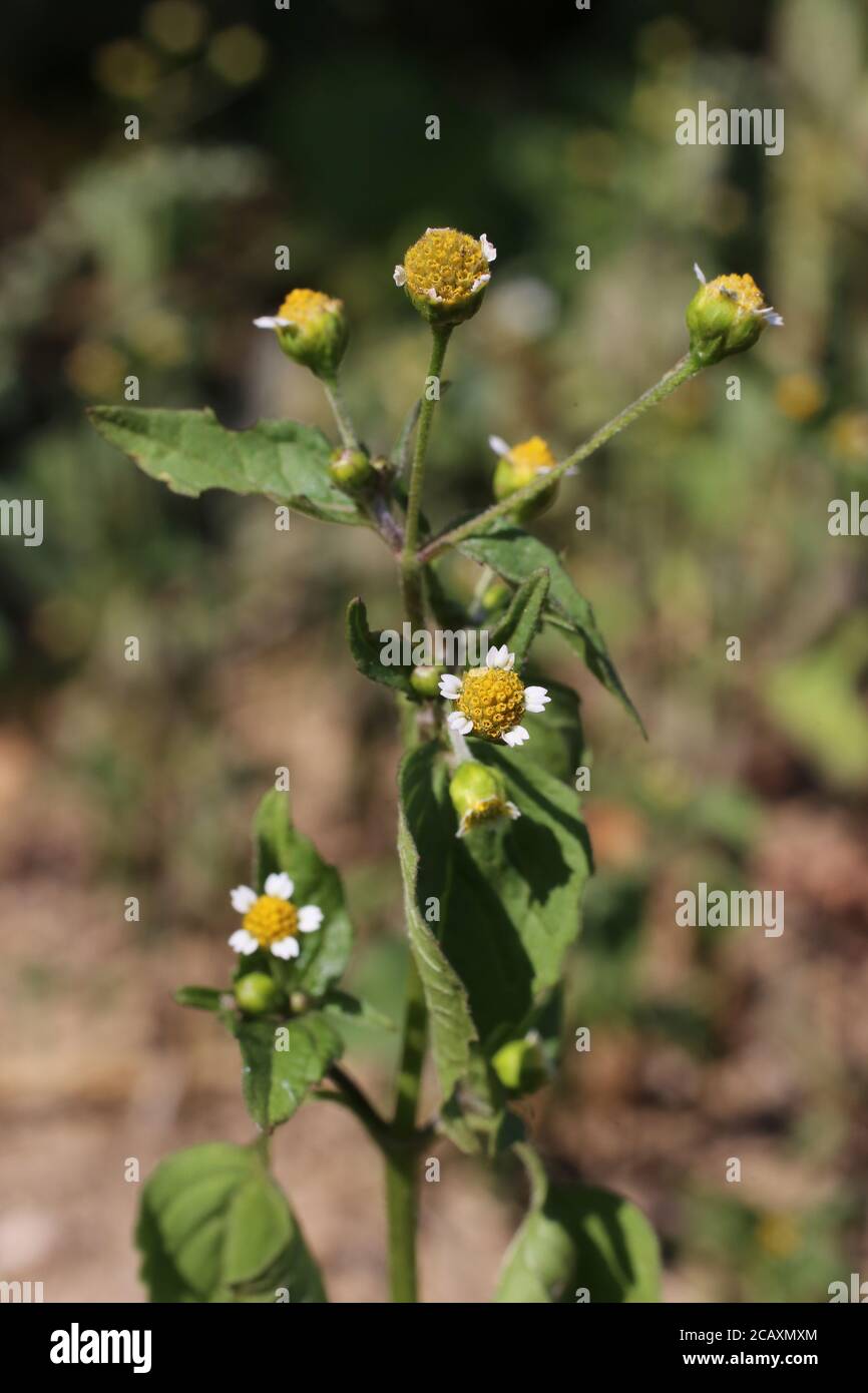 Galinsoga parviflora, gallanter Soldat. Wildpflanze im Sommer erschossen. Stockfoto