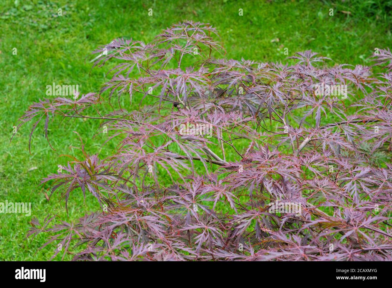 Blatt von Acer palmatum dissectum Garnet japanischer Ahorn im Sommer Stockfoto