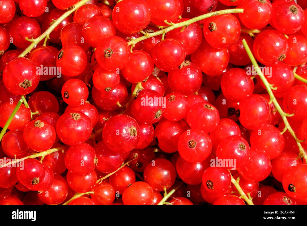 Nahaufnahme der roten Johannisbeeren nach der Ernte Stockfoto