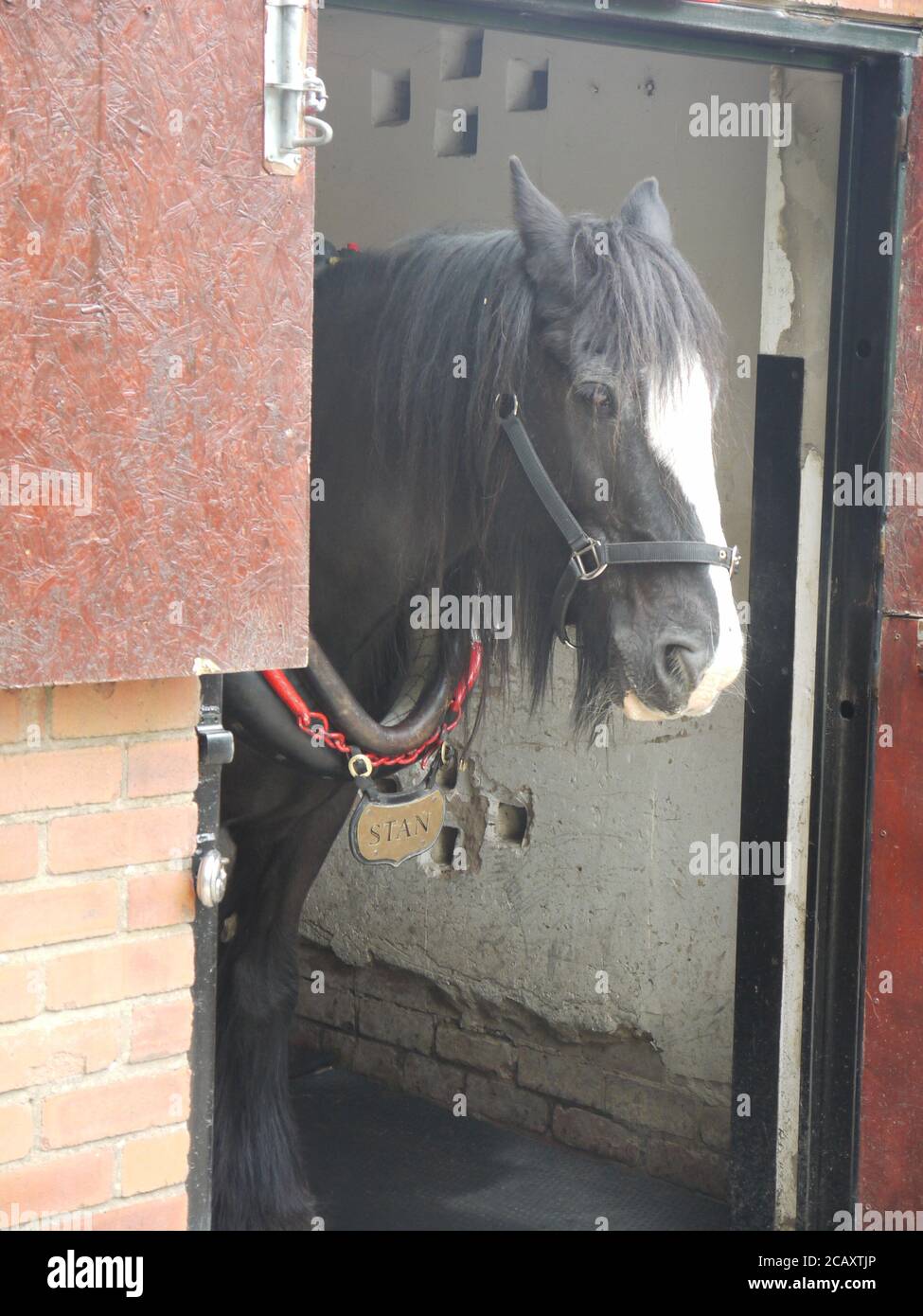 Black and White Shire Horse in seinem Stall Stockfoto