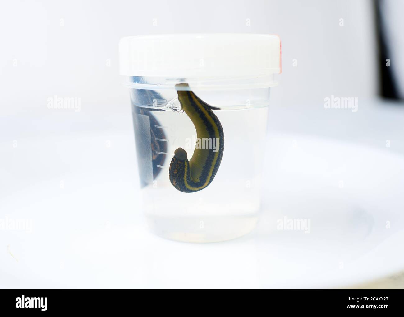 Medizinische Lauche isoliert auf weißem Hintergrund Nahaufnahme Stockfoto