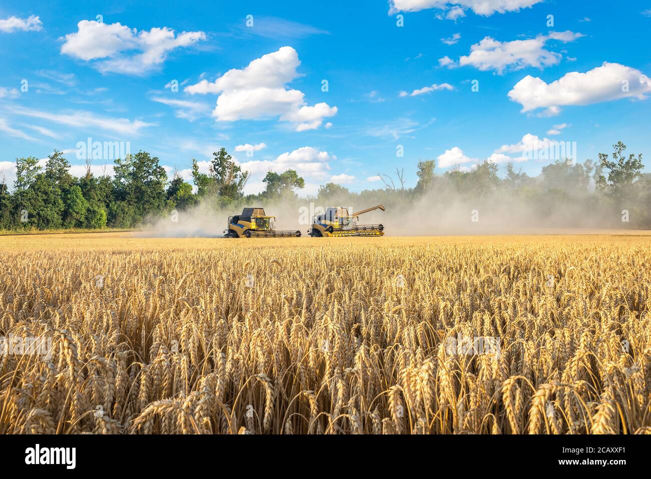 Zwei Erntemaschinen in einem Weizenfeld und blau bewölktem Himmel Stockfoto