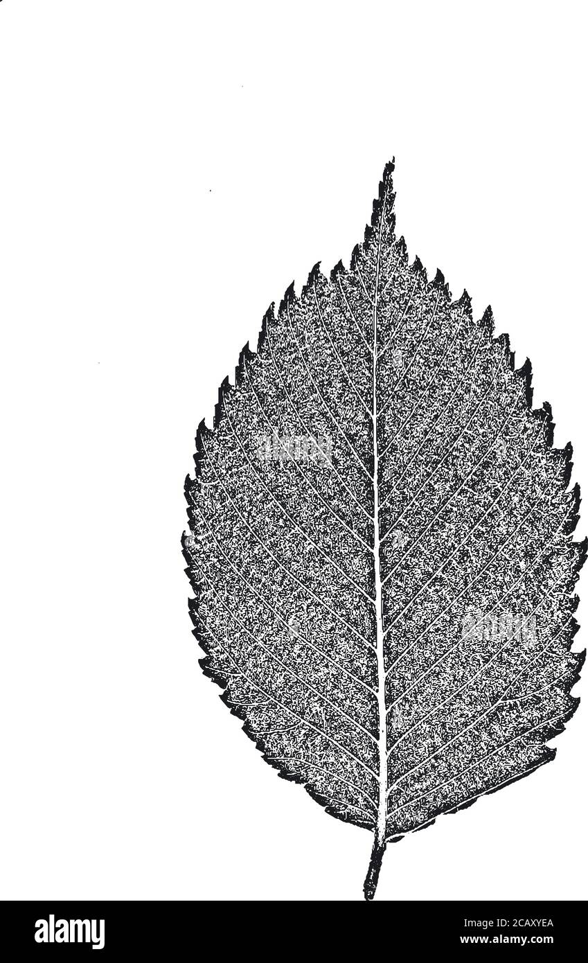Seenotbaum Blätter, Faltblatt Textur. Schwarzer und weißer Grunge-Hintergrund.EPS8. Vektorgrafik. Stock Vektor