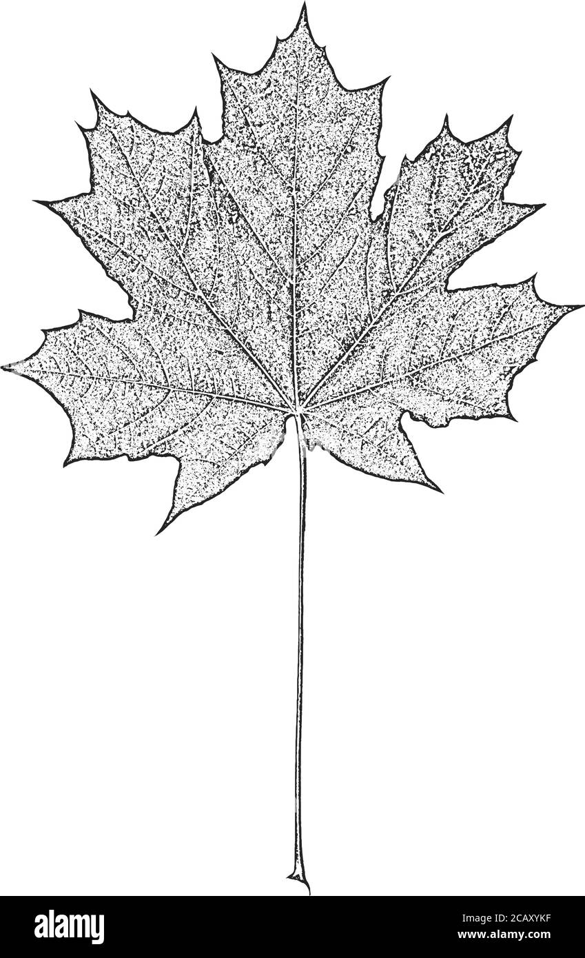 Seenotbaum Blätter, Faltblatt Textur. Schwarzer und weißer Grunge-Hintergrund.EPS8. Vektorgrafik. Stock Vektor