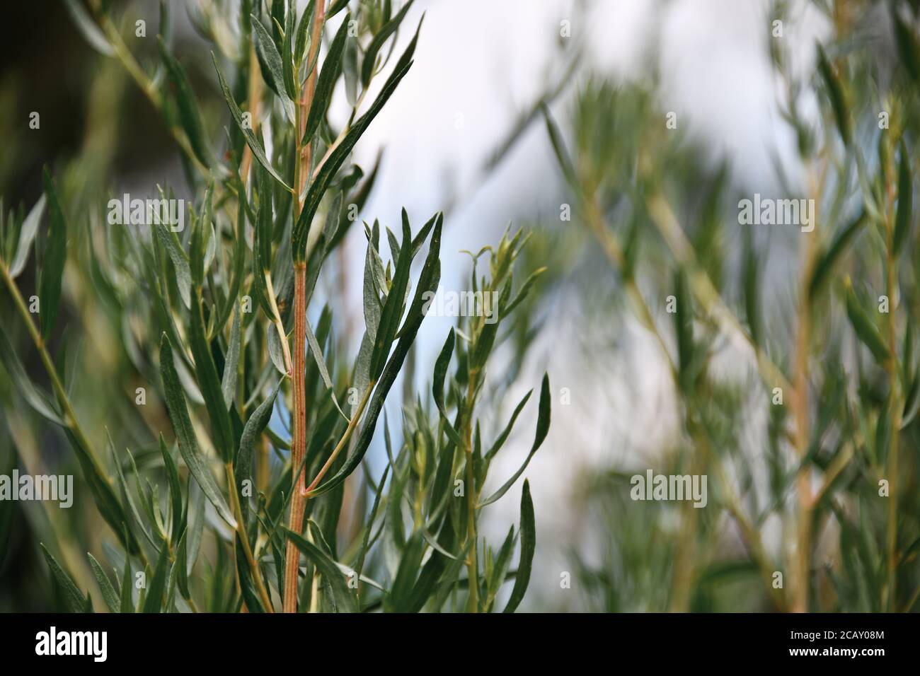 Estragon (Estragon) kulinarische Kräuterpflanze in Nahaufnahme, Makrofotografie mit selektivem Fokus und weichem Bokeh Hintergrund. Stockfoto