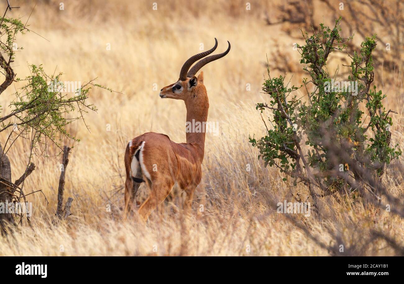 Gerenuk 'Litocranius walleri' Männchen mit lyerförmigen Hörnern im hohen Gras des Samburu National Reserve, Kenia, Afrika. Langhalsige Giraffengazelle Stockfoto