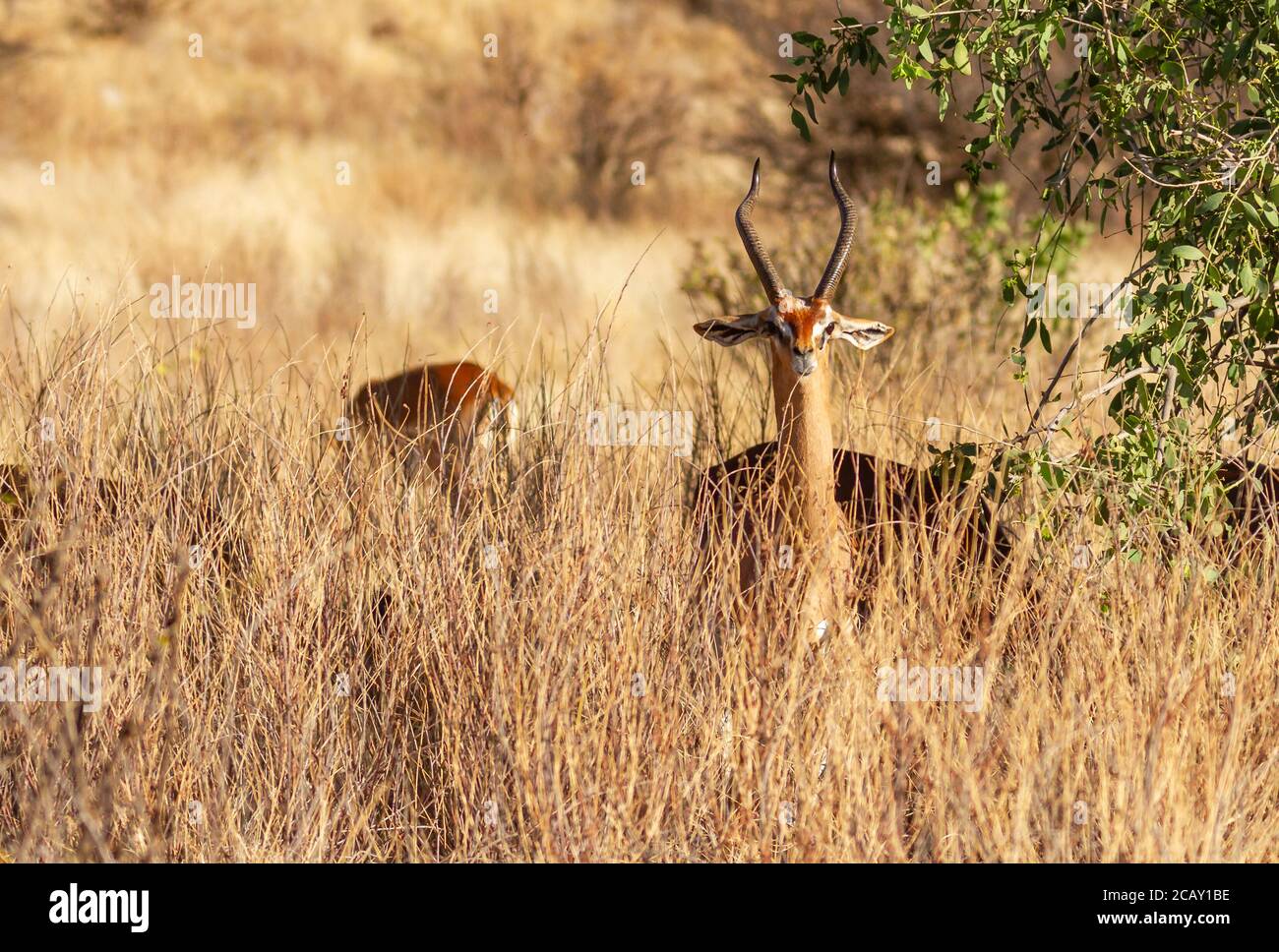 Gerenuk 'Litocranius walleri' Gesicht und leierförmige Hörner von Männchen, Kopf über hohem Gras im Samburu National Reserve, Kenia, Afrika. Safari Wildtiere Stockfoto