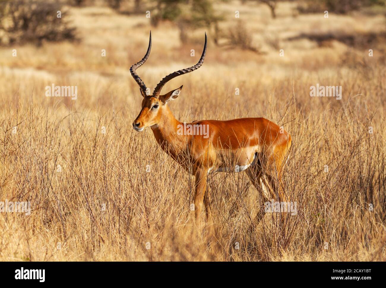 Impala-Männchen mit lyrerförmigen Hörnern, Aepyceros melampus, in trockener Savanne. Samburu National Reserve, Kenia, Afrika. Spiralhörner auf Antilope Stockfoto