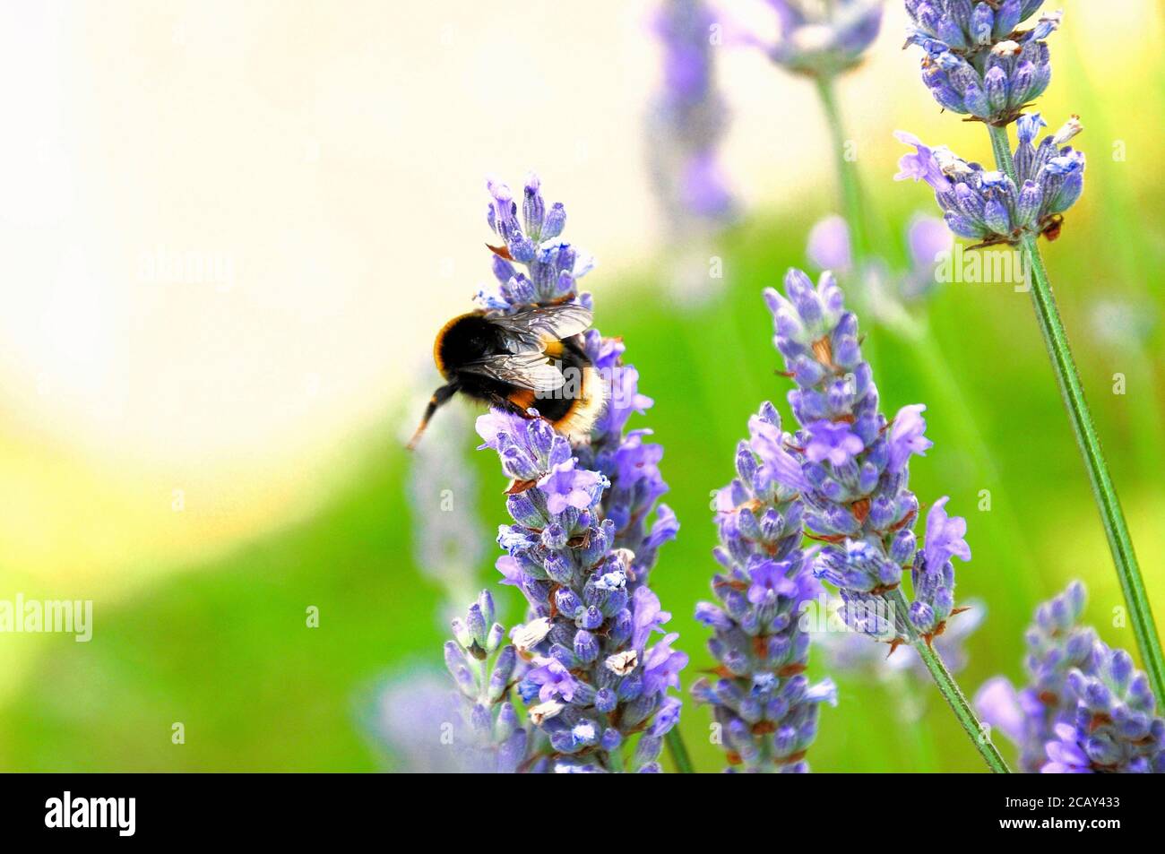 Portland. August 2020. Wetter in Großbritannien. Eine Hummel sammelt Nektar aus Lavendel auf der Isle of Portland, wo die Temperaturen den ganzen Tag über bei 30 Grad Celsius blieben. Quelle: stuart frartwell/Alamy Live News Stockfoto