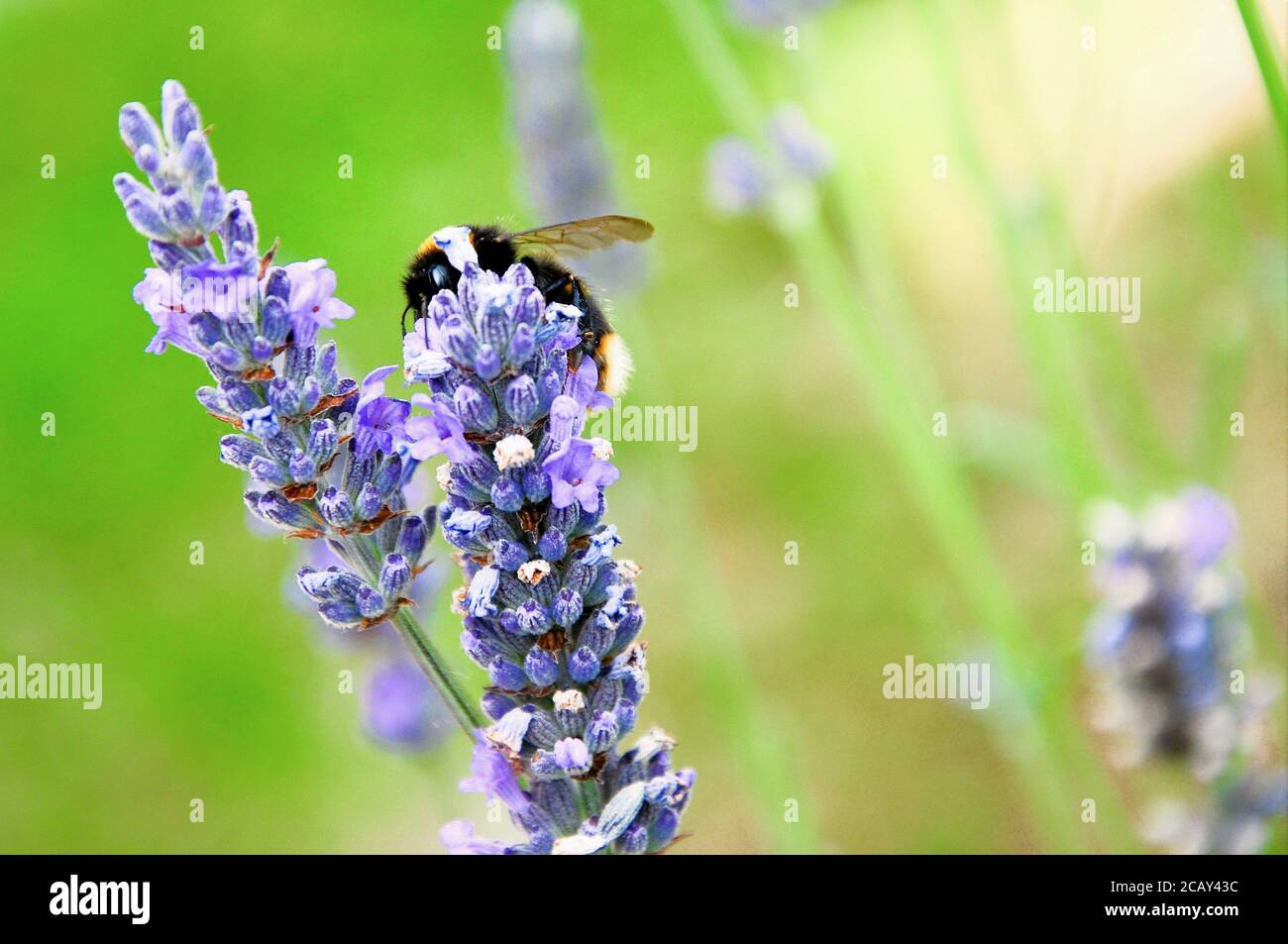 Portland. August 2020. Wetter in Großbritannien. Eine Hummel sammelt Nektar aus Lavendel auf der Isle of Portland, wo die Temperaturen den ganzen Tag über bei 30 Grad Celsius blieben. Quelle: stuart frartwell/Alamy Live News Stockfoto